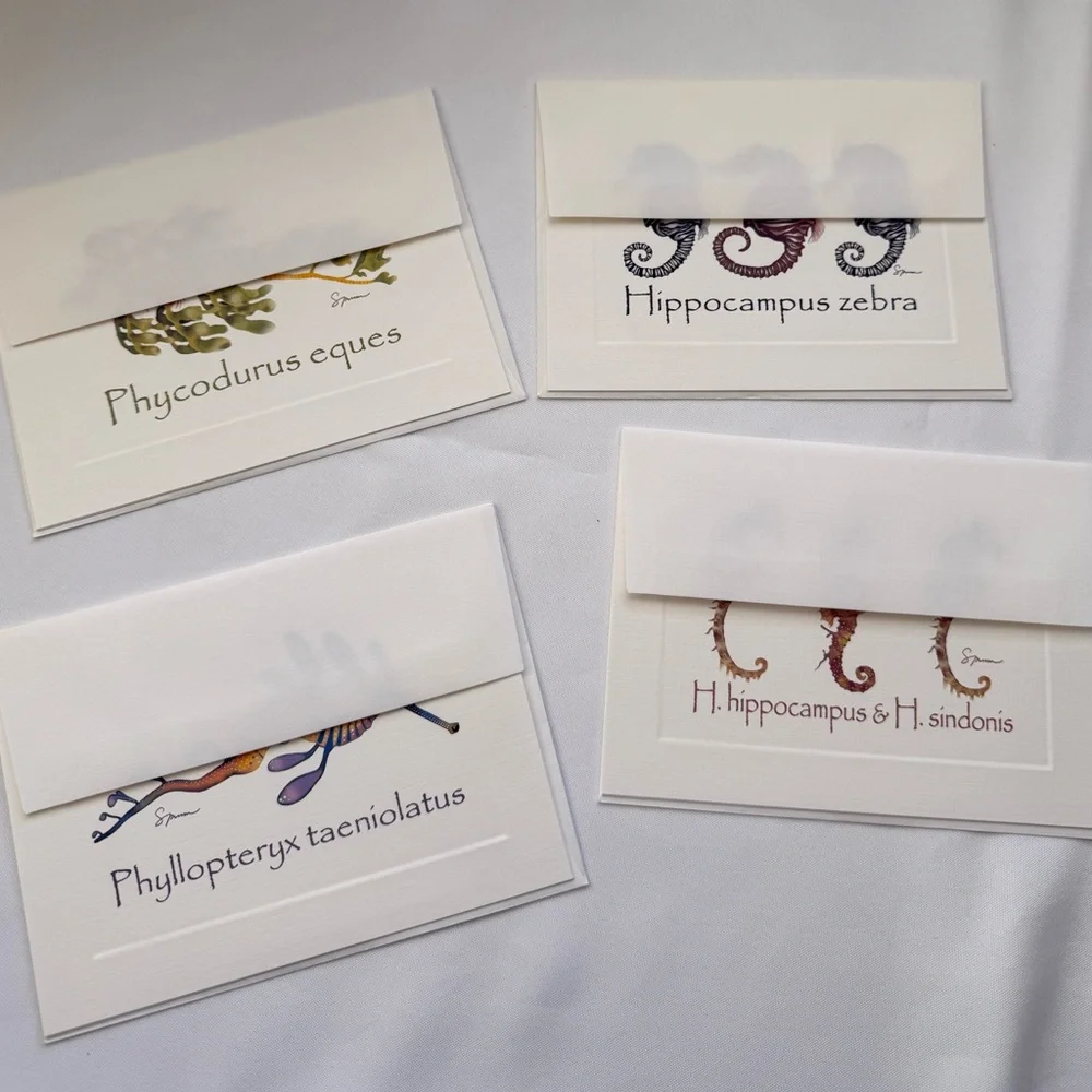 Seahorse conservation greeting cards set of four